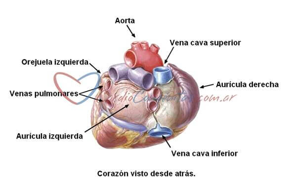 anatomia-cardiaca-auricula-izquierda