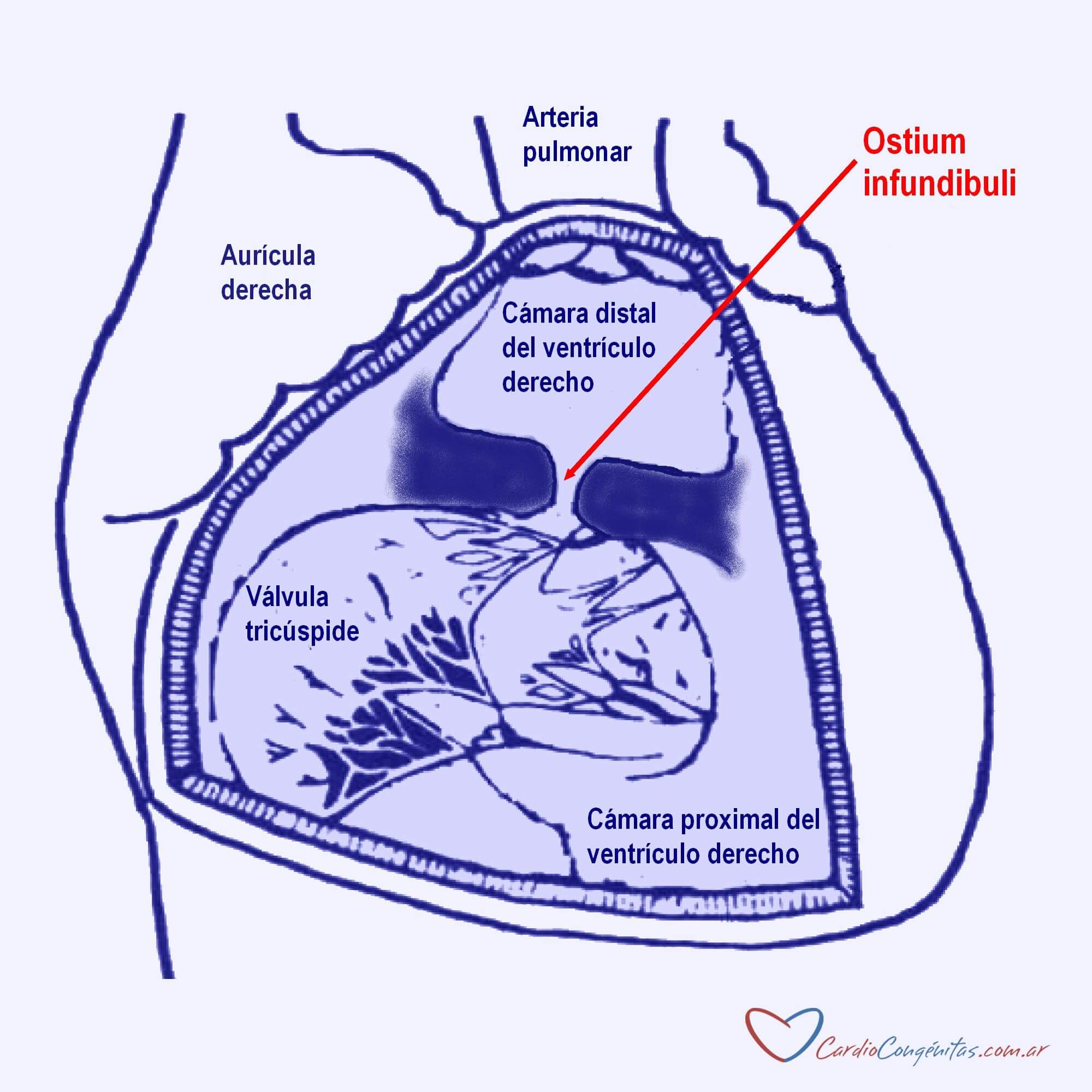 Doble-camara-anatomia-esquema
