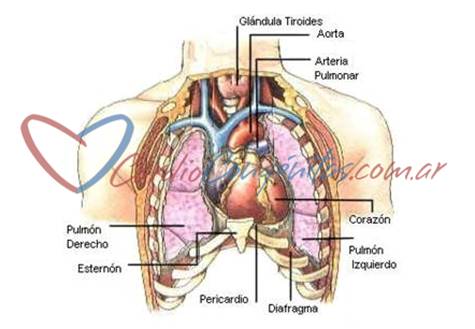 Sistema circulatorio
